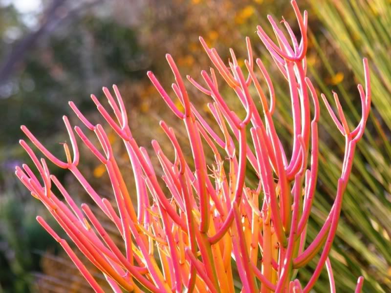 Euphorbia tirucalli 'Firesticks' | aka E. tirucalli 'Rosea