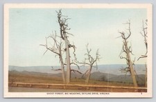 Postcard Ghost Forest Big Meadows Skyline Drive Virginia