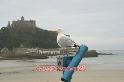 FOTO AUSSICHTSPUNKT BEI MARAZION ES IST NICHT KLAR OB DIESE HERINGSMÖWE WÜNSCHT