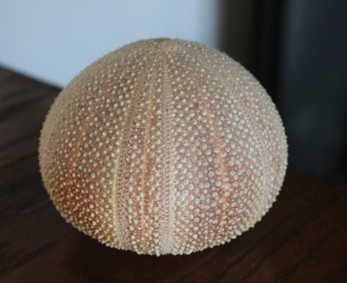 Vintage BEN RICKERT Sea Urchin Pomander Real Natural Shell Large 4”