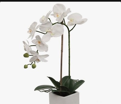 Primrue White Phalaenopsis In 5'' Cube White Pot, Elegant Lifelike Orchid