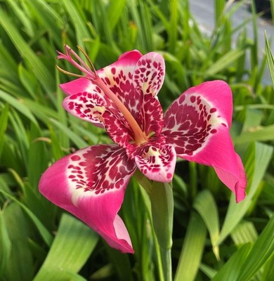 Preety Imported Double Canna Lily Doted Pink Colour Flower Bulbs Pack of 2 Bulbs