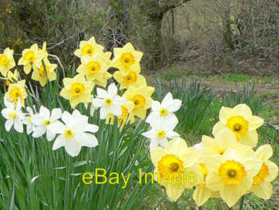 Photo 6x4 Daffodils near Silver Wood Ilsington/SX7876 These flowers are  c2008