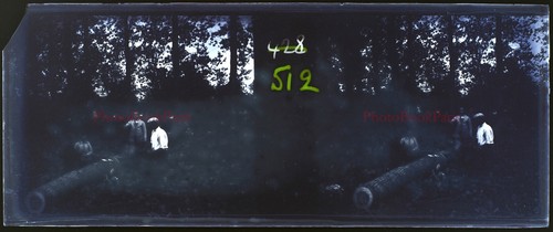Photographie Artistique Ancienne - Troncs D'arbres En Forêt - Plaque De Verre Stéréo N°8