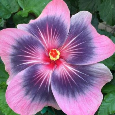 MIDNIGHT TRYST ** Rooted Tropical Hibiscus Plant**Ships Bare Root