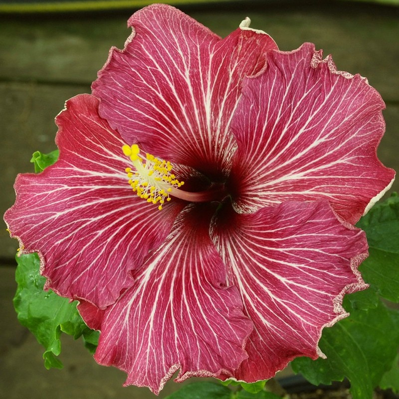 TAHITIAN DRAGON'S STAR Tropical Hibiscus -- Plant in 4.5" pot