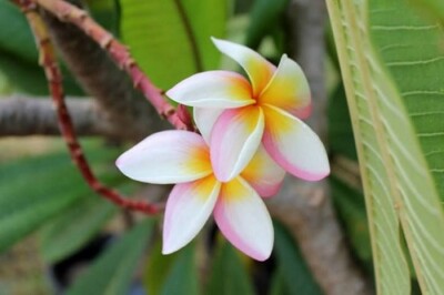 5 White Pink Yellow Plumeria Seeds Plants Flower Flowers Perennial