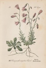 Lawn Bellflower (Campanula cespitosa) Chromo Lithograph from 1885
