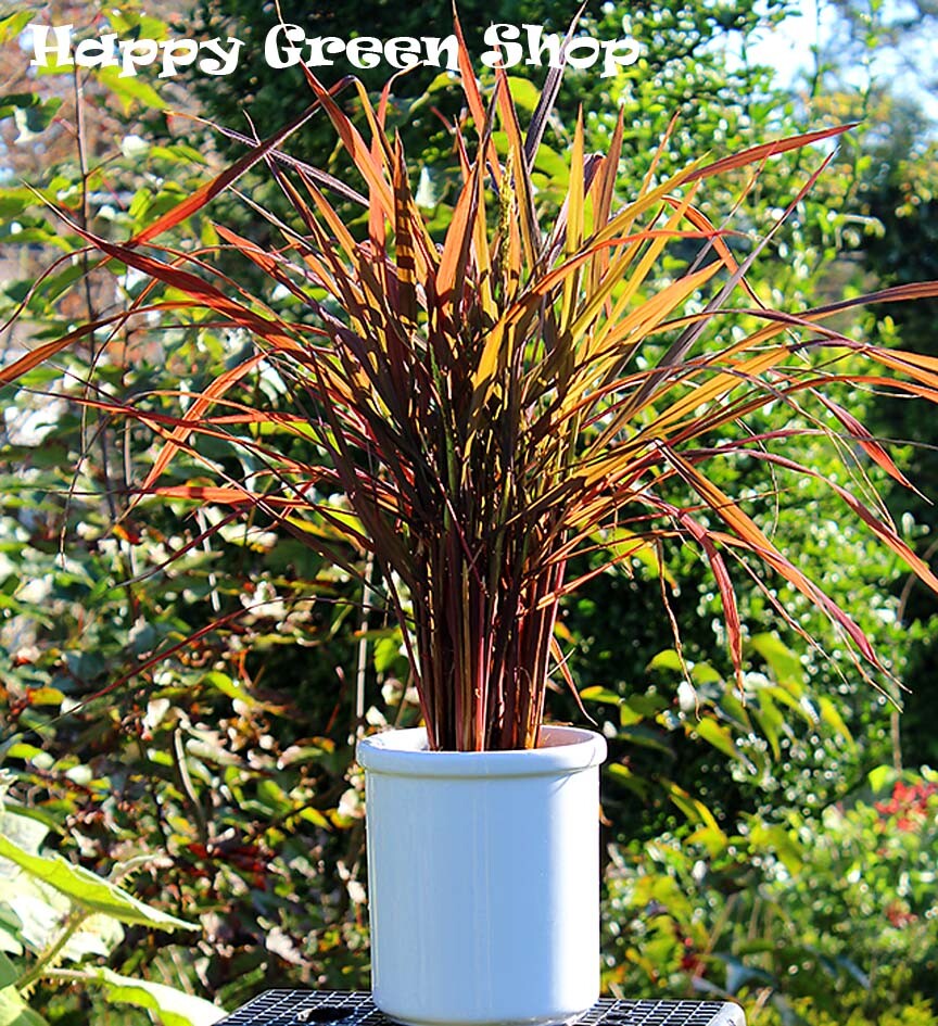 Ornamental rice 50 seeds Black Madras showy purple leaves Oryza