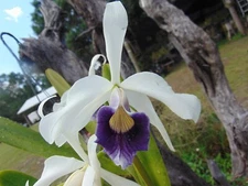 Laelia purpurata var. werkhauseri Bloom size Bare root SPECIES LARGE PLANT AB