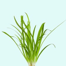 Dwarf Sagittaria Subulata Live Aquarium Plant  2 Pack  B2G1