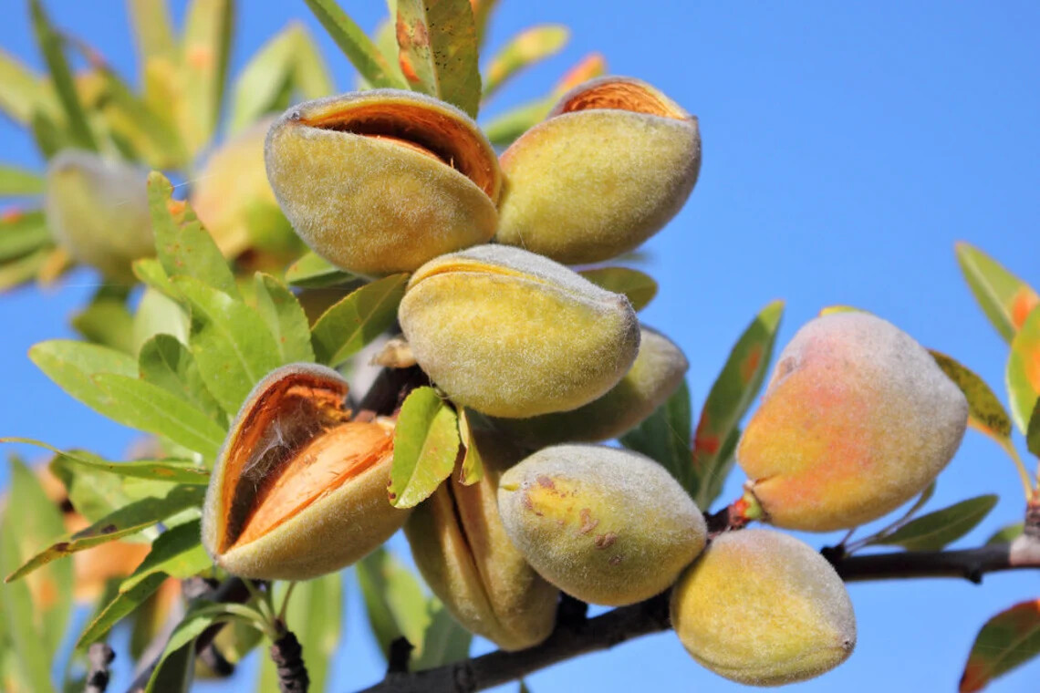 almondtree様 リクエスト 7点 まとめ商品 All-In-One Almond Tree | C&J Gardening Center