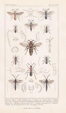 Formica Wasps Ants Insects Lithograph Cuvier 1836