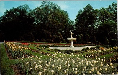 Vintage Postcard - Tulips in Bloom Nack Fountain Roger Williams Park Providence