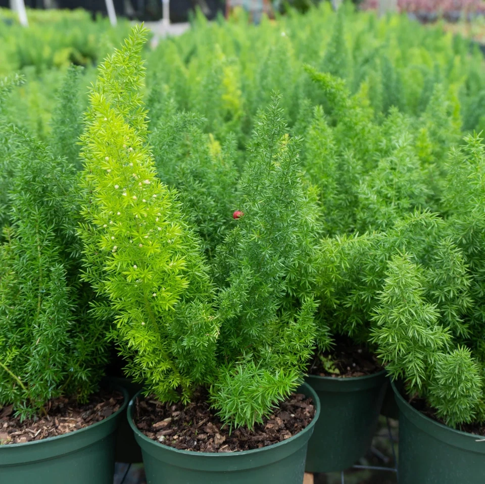 Helecho cola de zorro - Espárragos densiflorus en maceta de 6" pulgadas - Casa viva interior y exterior Foto 4 de 4