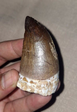 2,56" Increíbles Dientes de Mosasaurio Prognathodon Anceps Dientes de Dinosaurio Cretácico Perio