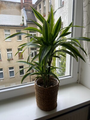 [Moving out] Indoor healthy plant for sale
