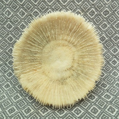 Mushroom Coral skeleton, Specifically From the Genus Fungia 4.75'' X 4.75
