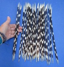 50 piece lot of South African Porcupine Quills 13 to 14 inches 51667