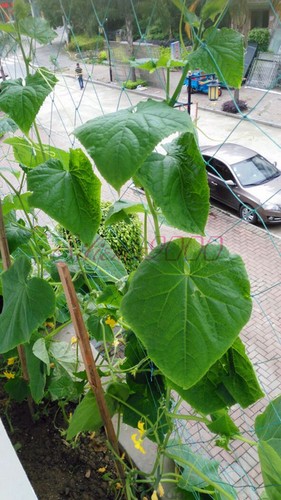 Nuova Rete Traliccio Plastica Verde Supporto Piante Decorazione Giardino Rete Nautica - Foto 3 di 6