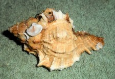 SS RFM 80058 Haiti Murex Phyllonotus margaritensis Abbott 1958 66.4mm, F+ with o