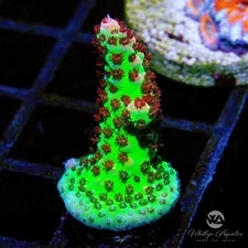 (E4) WA Cherry Bomb Acro - WYSIWYG Live Coral Frag