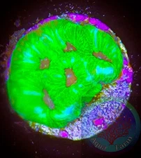 SAF~ Fascination Favia Frag, Live Coral “WYSIWYG” Frag Plug, Brain, Colony, LPS
