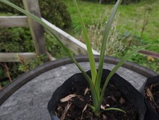 Phormium Tenax New Zealand Flax bareoot Plants Standard Plant x