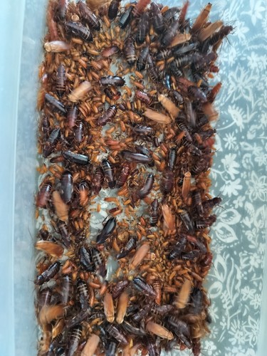 100+ Turkestan Red Runner 'Blatta Lateralis' Roaches - Adult - Nymphs mix - Picture 3 of 3