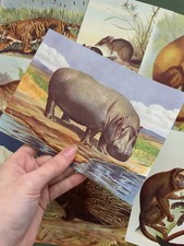 13 Animals Natural History Pictures Vintage Paper Pack, 1930s paper ephemera