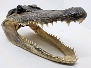 Vintage Taxidermy Alligator Head, Excellent Condition 6.5" Long