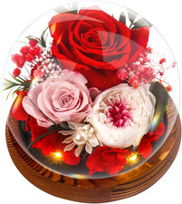 Rosa Stabilizzata Vera Regalo Donna Compleanno, Regalo Di San Valentino, Avanzat