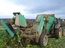 Photo 6x4 Fodder Beet harvesting Culross Harvesting this root crop for ca c2007
