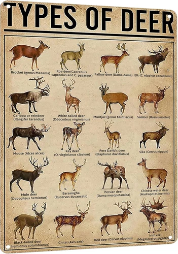 Rustic Types Of Deer Metal Sign, Vintage Farmhouse Wall Art Tin Sign - Hunting D