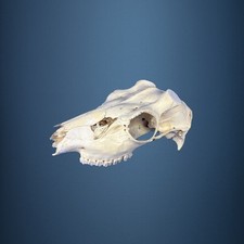 520SKU Crane de daim, bois de cerf, massacre, trophée, Diametre 37mm 