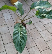 Fledermausblume Tacca Chantrieri Größe L