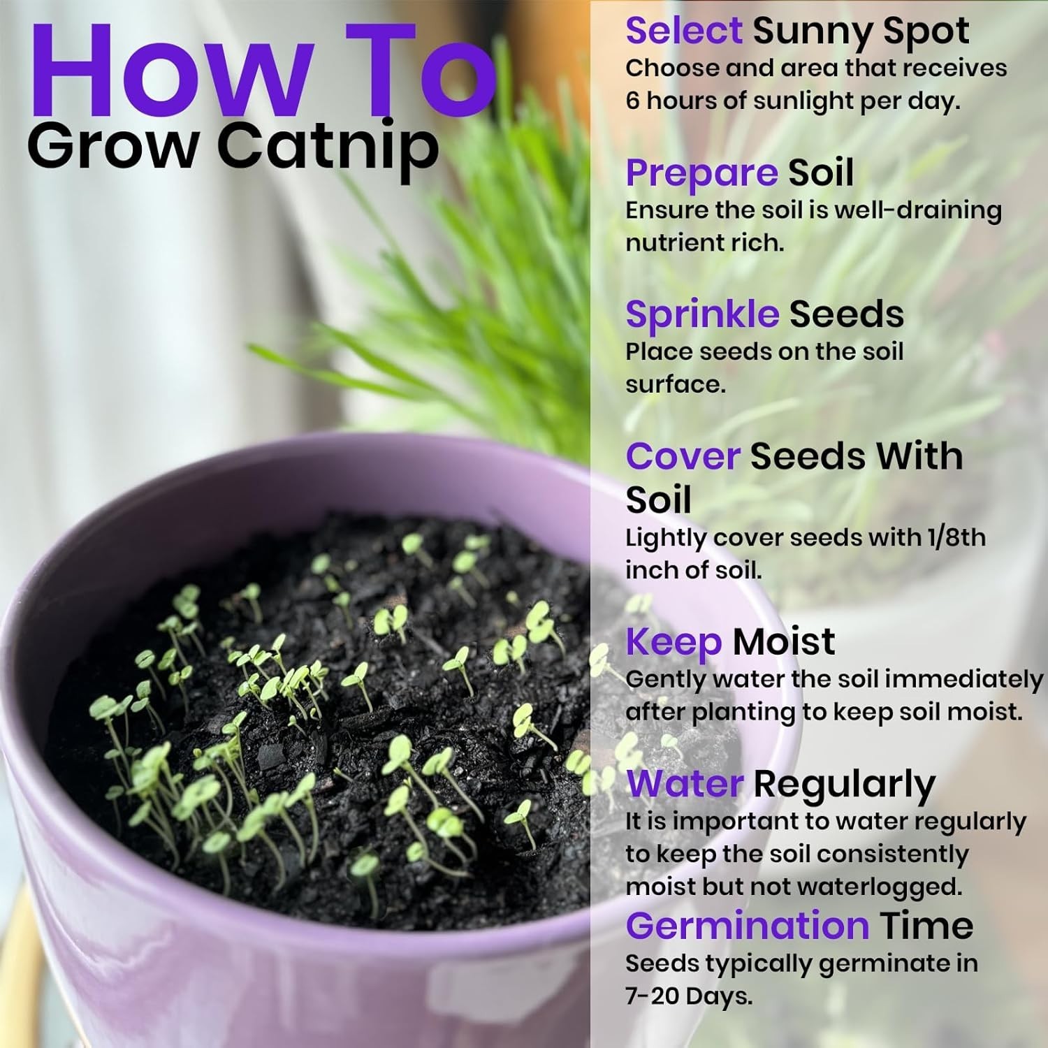 3-Pack Cat Grass Seed Variety Kit - Nourish Your Indoor Cats Naturally