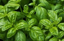 Sweet Basil SEEDS Organic NON-GMO Common Easy Grow Herb TX USA FREE SHIPPING