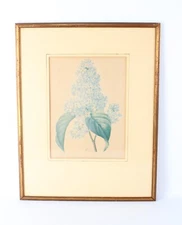 Antique P J Redoute "Lilas" Botanical Original Color Stipple Engraving Langlois