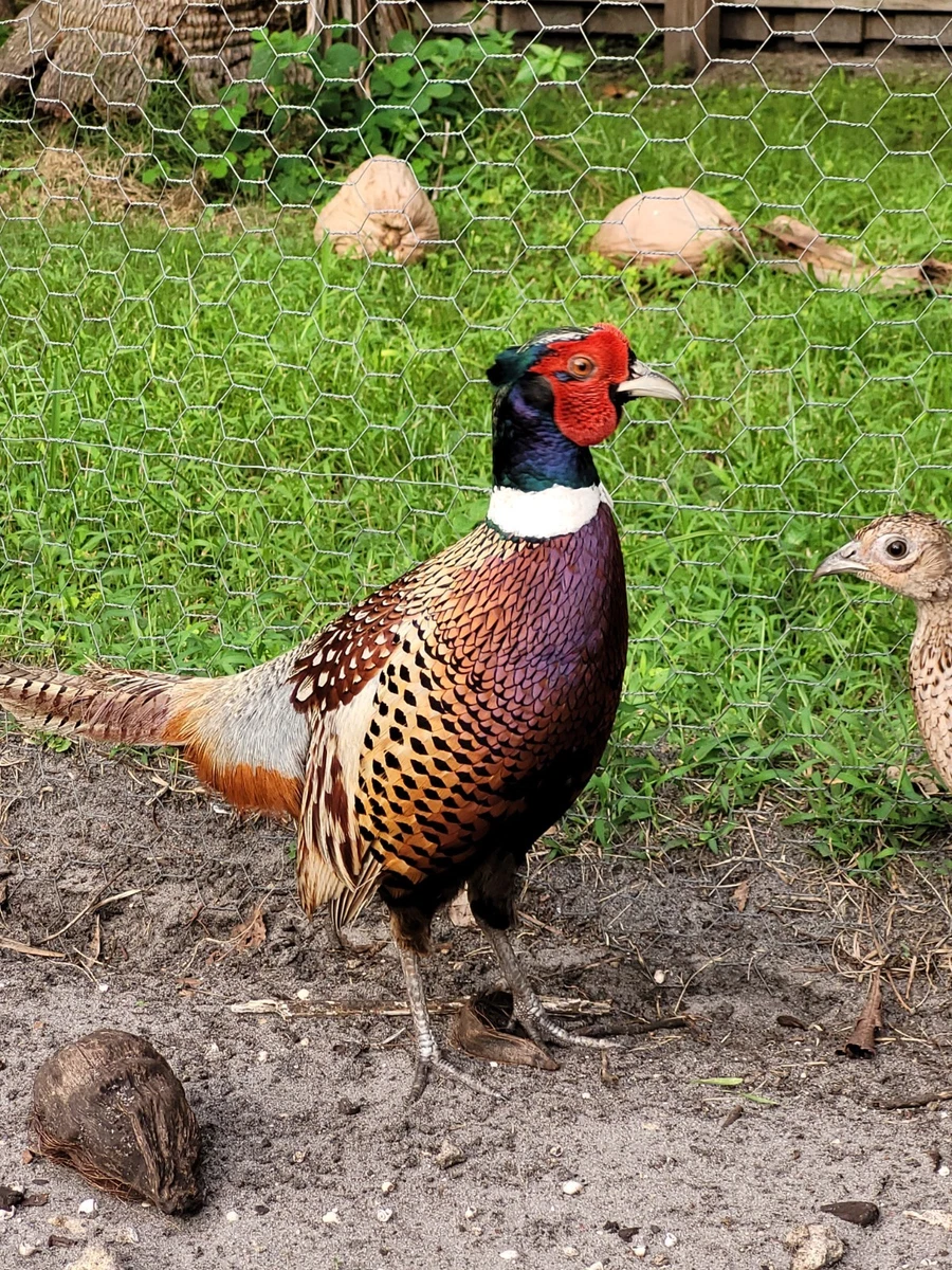 Pheasant Poultry Supplies for sale - eBay