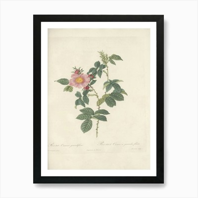 Rose Illustration, Pierre Joseph Re gerahmtes Wandbild Poster Leinwanddruck Bild