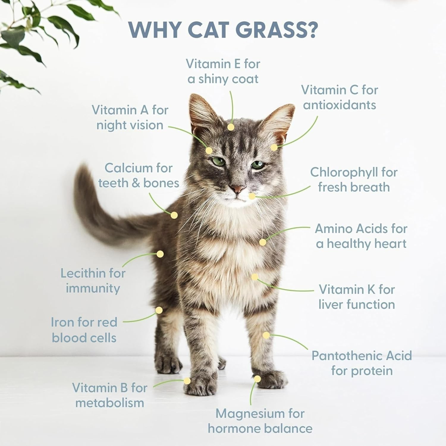 Non-GMO Cat Grass Seeds - 100% Organic & Nutrient-Rich for Healthy Cats, 8 oz