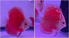 Pack 2 Live Discus Fish 3.5" To 3.75   Shipping Overnight