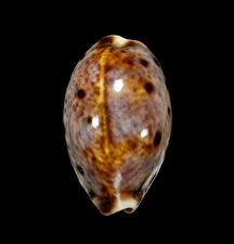 SEASHELL - Lyncina lynx-  31.2MM, VIETNAM