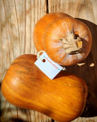 HUNDREDFOLD Honeynut Squash 20 Vegetable Seeds Sweet Winter Meal Survival Food Small Garden