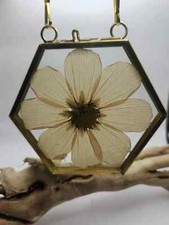 Wall Art Dried Pressed Real Flowers in Glass frame hexagon 3.5 in handmade gift