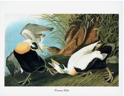 Common Eider ''102 Favorite Birds of America'' Audubon Art Book Print