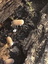 Cubaris sp.  Citrus Panda  Isopods   10 Count Mixed Sizes  2-day Shipping 