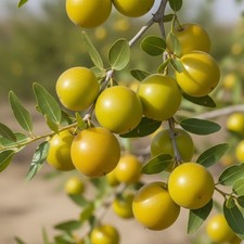 Yellow Putsa Apple Seedss (Ziziphus spina-chris) Arabian Jujube Jujuba
