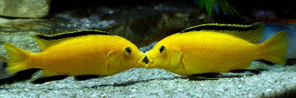 Yellow Lab Fry Yellow Lab Cichlid Fry.
